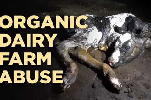 Cows Beaten at Organic Dairy Farm in BC
