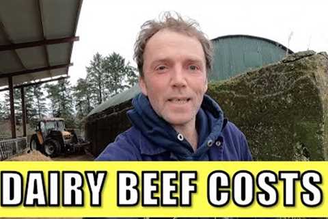 Costs on a dairy-beef farm
