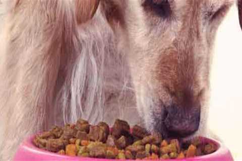 Is Your Pet Suffering from an Allergy or Sensitivity to Food?