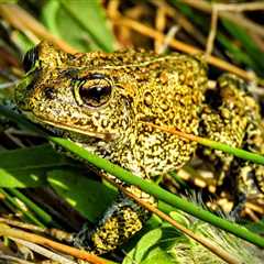 Ormat Technologies Sues USFWS Over Dixie Valley Toad Listing