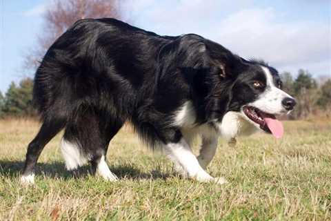 How to Stop Common Herding Dog Behavior Problems