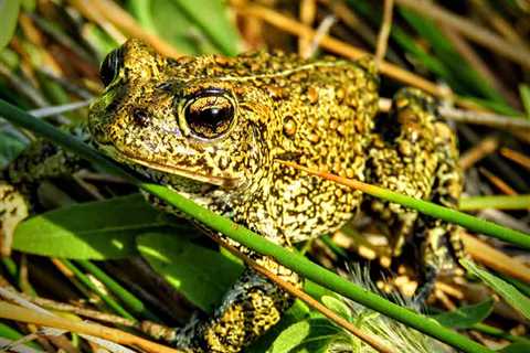 Ormat Technologies Sues USFWS Over Dixie Valley Toad Listing