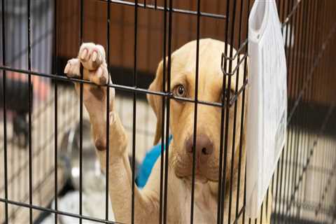 The Challenges Facing Local Animal Shelters and How to Help