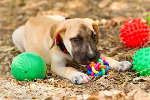 10 Mental Enrichment Ideas for Dogs