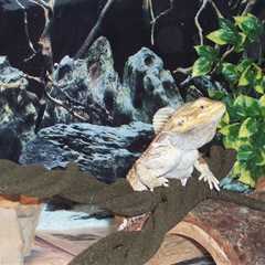 Herp Photo of the Day: Bearded Dragon