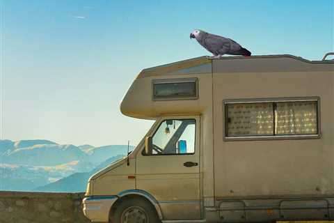 What is a Proper Size African Grey RV Travel Birdcage?