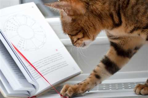 Cat Zodiac Signs: Do They Explain Your Cat’s Personality?