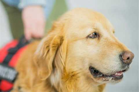 What Is An Autism Service Dog And How To Find One