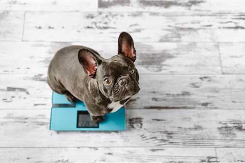 How Heavy Should My Dog Be? A Healthy Weight Guide