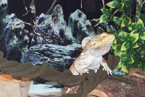 Herp Photo of the Day: Bearded Dragon