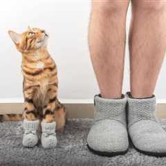 Does My Cat Know When I’m Naked? Behavior Explained