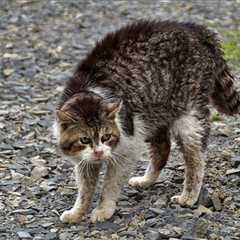Can Feral Cats Be Friendly? Important Safety Tips