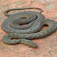 Restoring a Desert Oasis to Bolster Narrow-Headed Garter Snake Populations