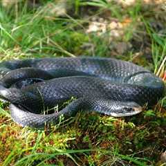 Herp Photo of the Day: Black Racer