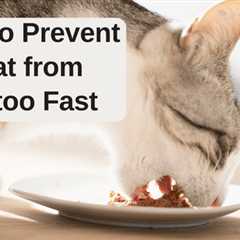 7 Tips to Prevent Your Cat from Eating too Fast
