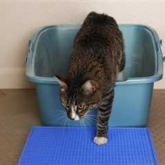 Cat Tricks Your Furry Friend Can Do