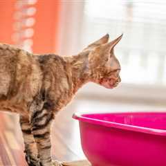 How to Train a Kitten to Use the Litter Box