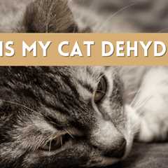 Is My Cat Dehydrated?