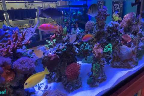 Reef Beef Visits High Tide Aquatics