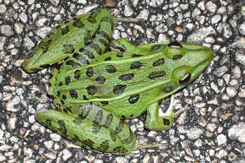 Herp Photo of the Day: Frog