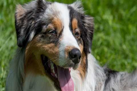 Are Australian Shepherds Prone to Certain Health Issues?