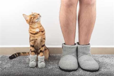 Does My Cat Know When I’m Naked? Behavior Explained