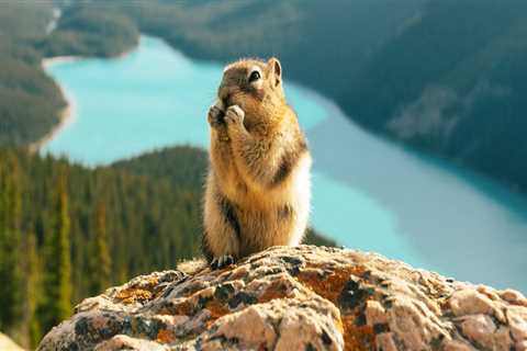 The Essential Role of Canadian Wildlife