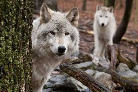 14 Dog Breeds Closely Related To Wolves (You Will Be Surprised!)