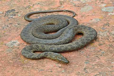 Restoring a Desert Oasis to Bolster Narrow-Headed Garter Snake Populations