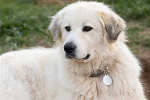 19 Awesome Big White Dog Breeds