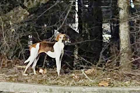 Lost Dog Runs Farther Away When Mom Is Right In Front Of Her