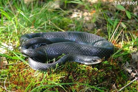 Herp Photo of the Day: Black Racer