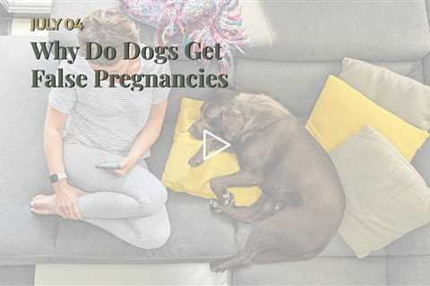 Why Do Dogs Get False Pregnancies