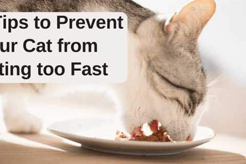 7 Tips to Prevent Your Cat from Eating too Fast