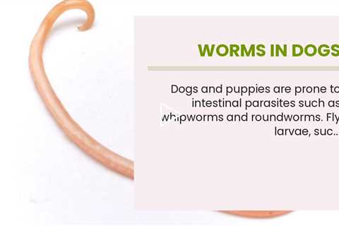 Worms In Dogs