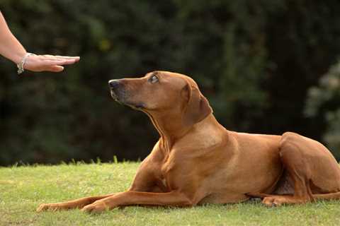 Obedience Trained Dogs and Cats