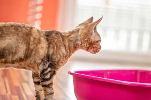 How to Train a Kitten to Use the Litter Box