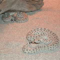 Herp Photo of the Day: Happy Rattlesnake Friday!