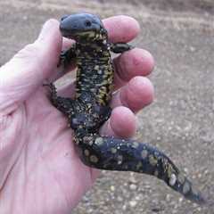 Herp Photo of the Day: Salamander