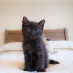 Is a Black Fluffy Cat Good Luck?
