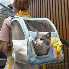 How to Get a Cat in Carrier Comfortably