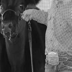 Leading Your Show Steer: A Comprehensive Guide