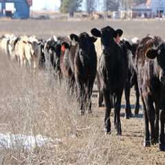 Keeping an Oklahoma Show Steer on Your Property: What You Need to Know