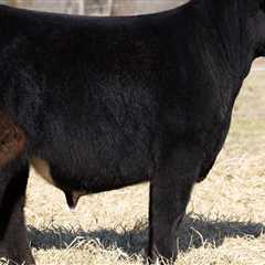 What is the Ideal Leg Structure for an Oklahoma Show Steer?