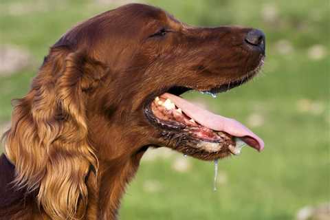 What to Do If Your Dog Has Trouble Breathing