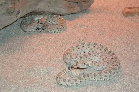 Herp Photo of the Day: Happy Rattlesnake Friday!