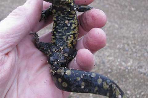 Herp Photo of the Day: Salamander