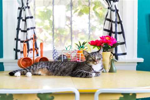 How to Keep Cats Off Counters