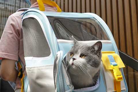 How to Get a Cat in Carrier Comfortably