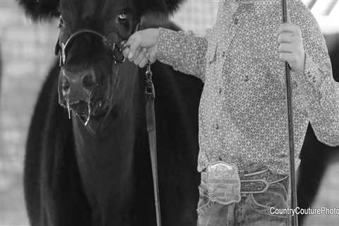 Leading Your Show Steer: A Comprehensive Guide